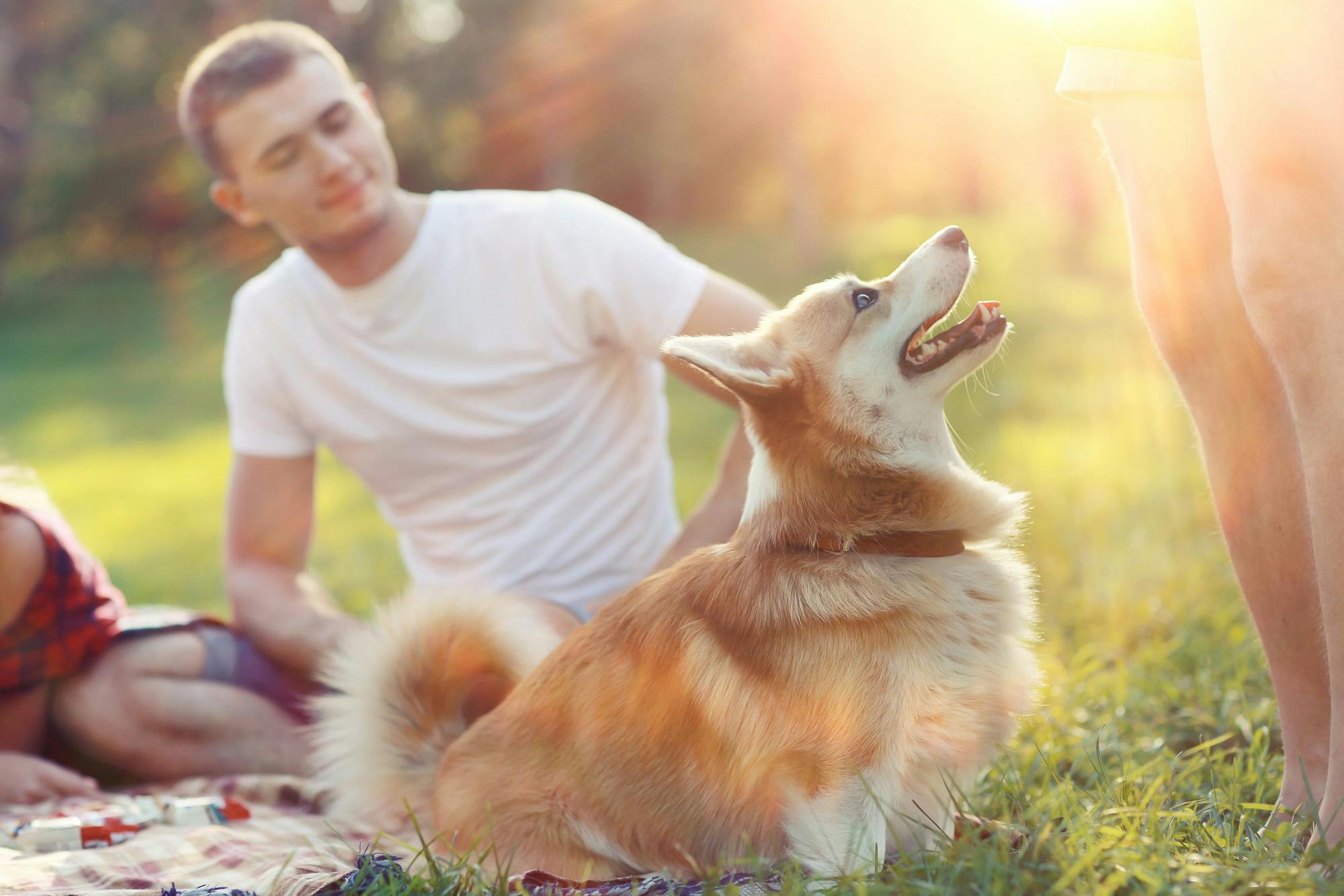 Person walks up to greet corgi at a picnic. 