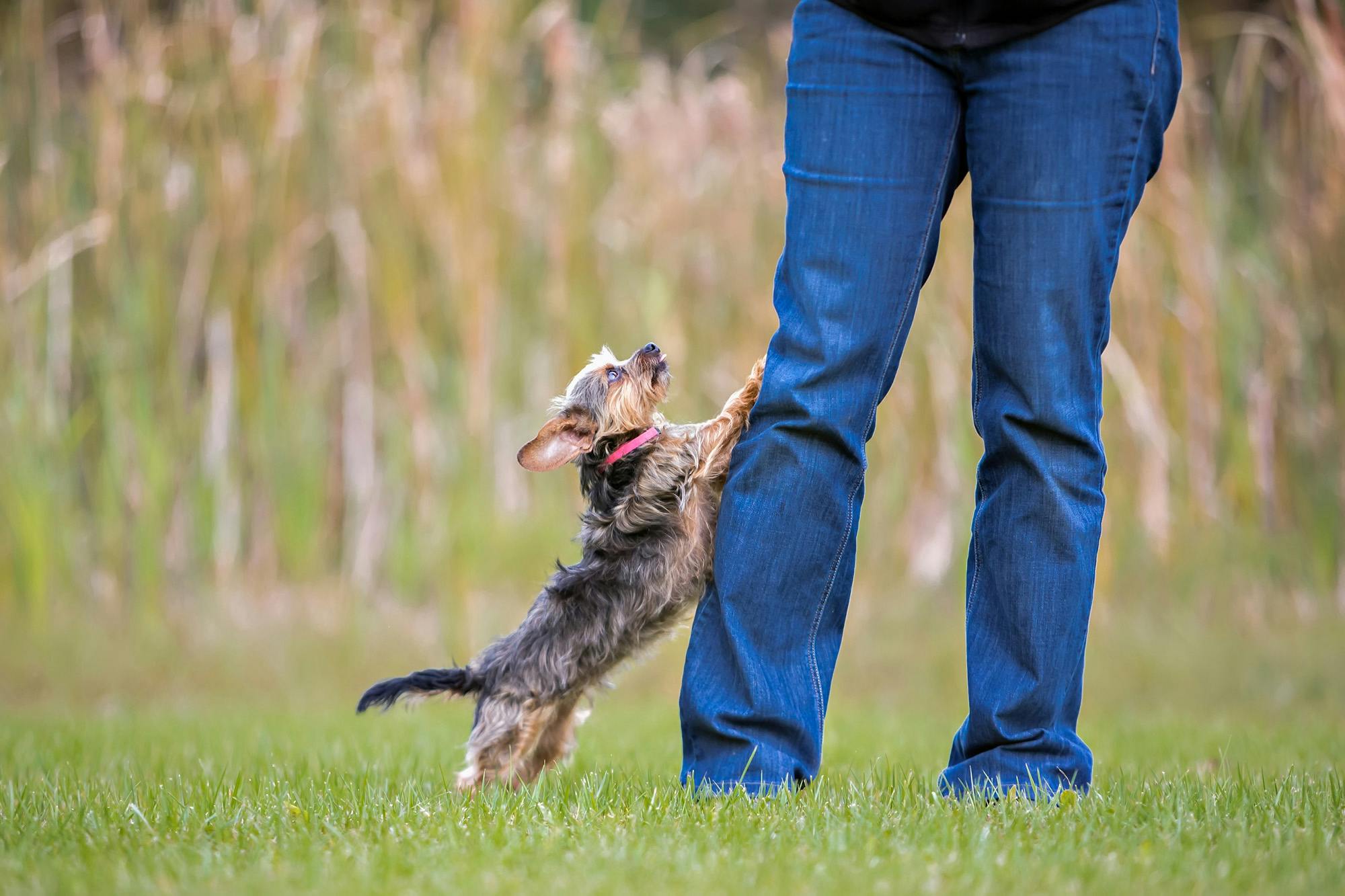 Yorkie jumping up at person's legs