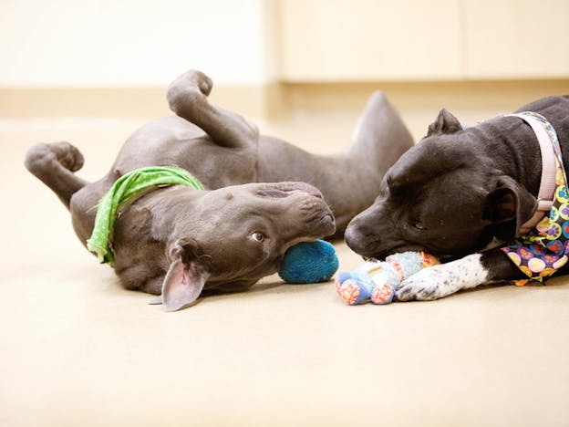 Understanding Dog Play | Positively.com