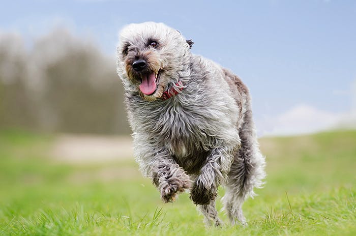 Dog exercises by running through an open field as part of overall wellness.