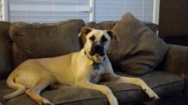 black mouth cur happy ending all grown up