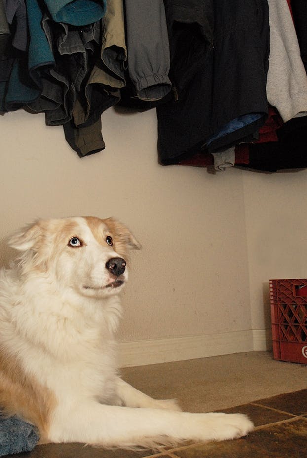 Fearful dog hiding in closet and looking upward