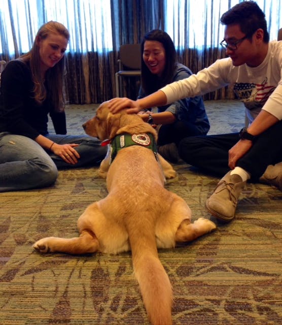 canine assistant dog with frog legs with people petting