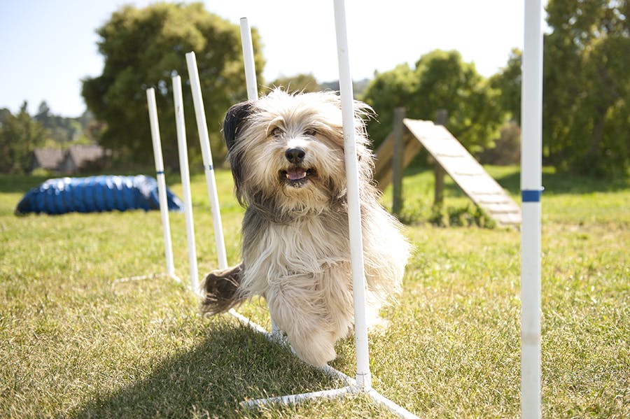 dog outside on agility field going through weave poles 