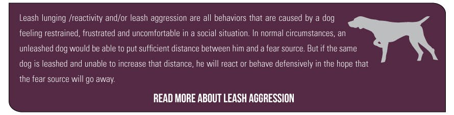 Information about leash aggression