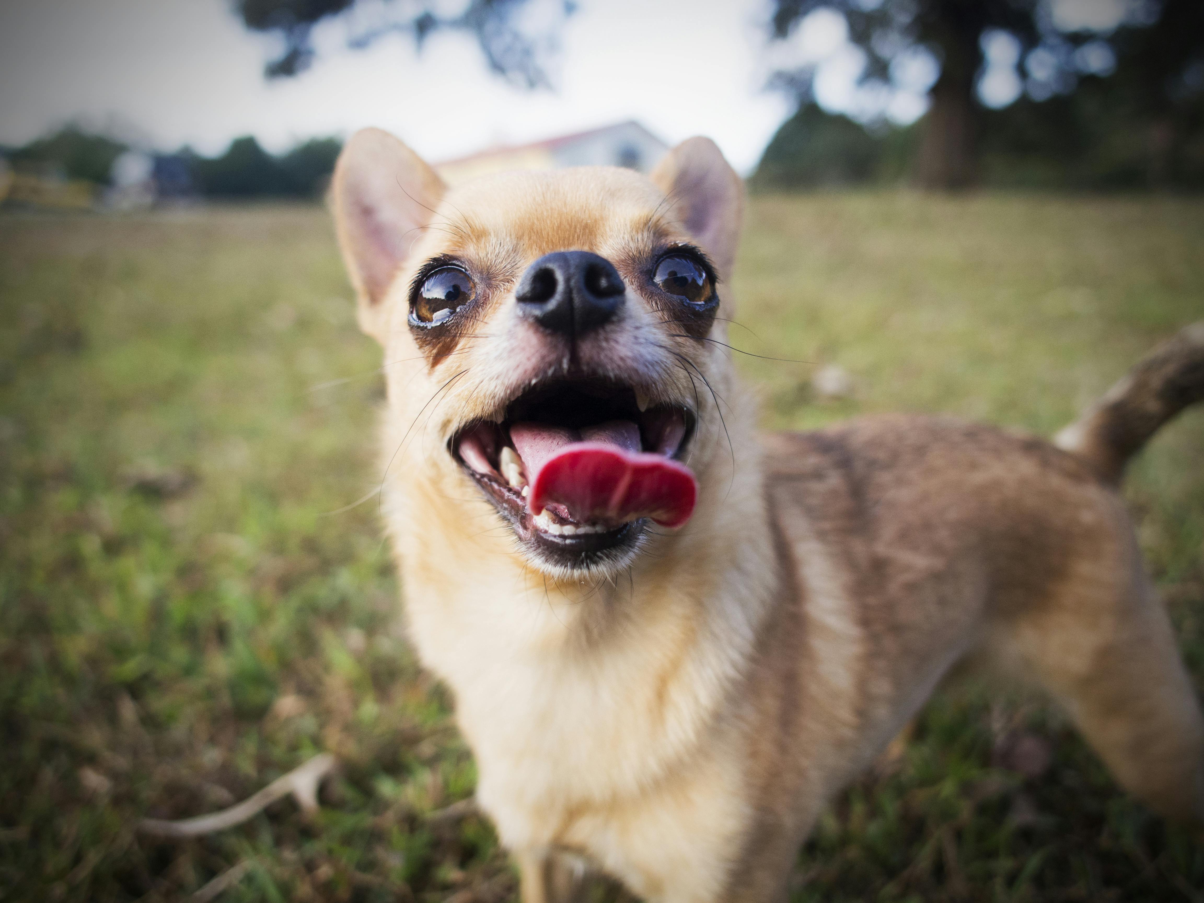 chihuahua outside looking up and panting