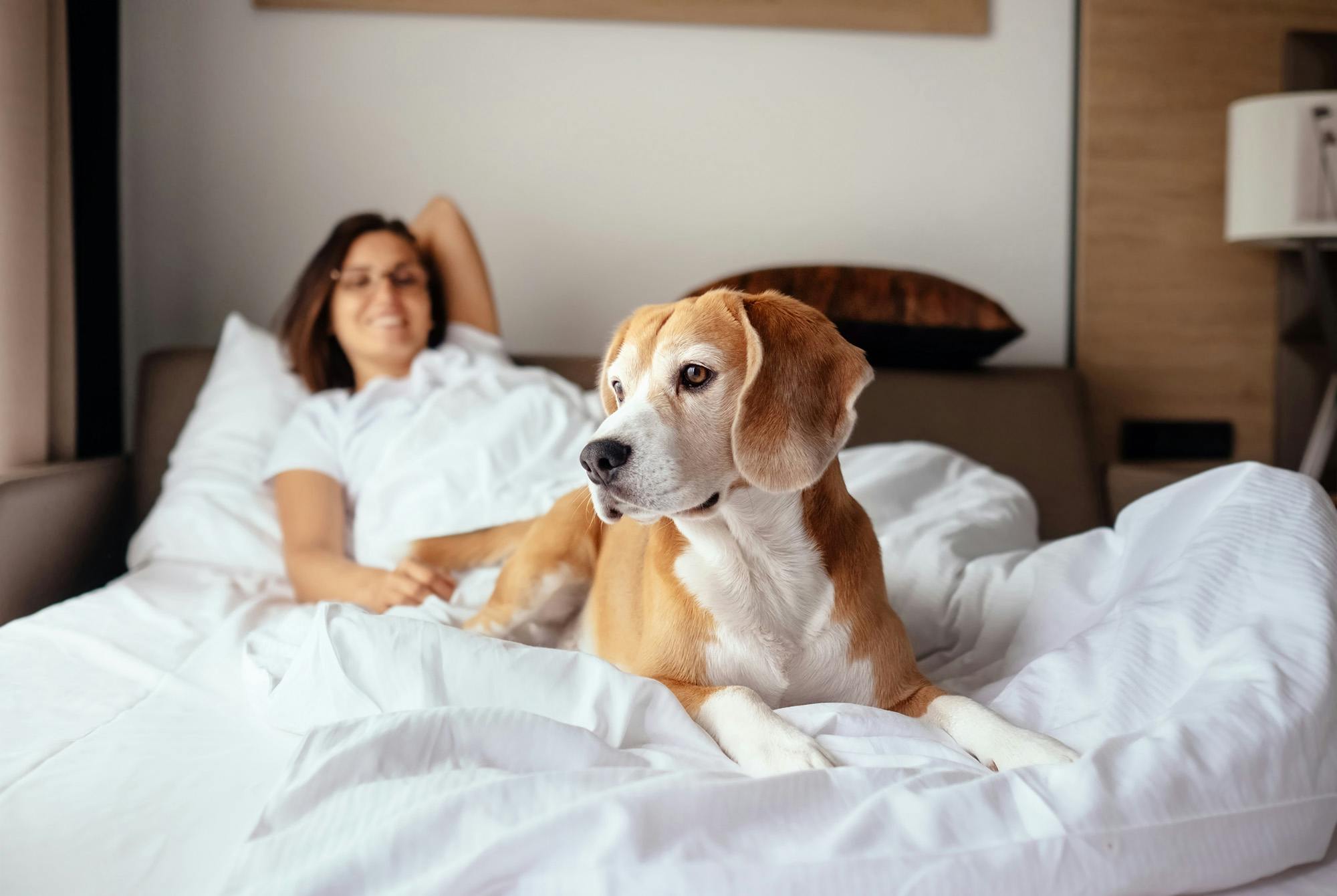 beagle and lady lying on hotel bed
