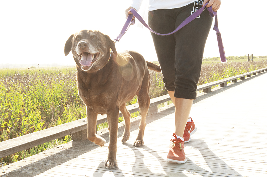 Teaching puppy to store walk on lead