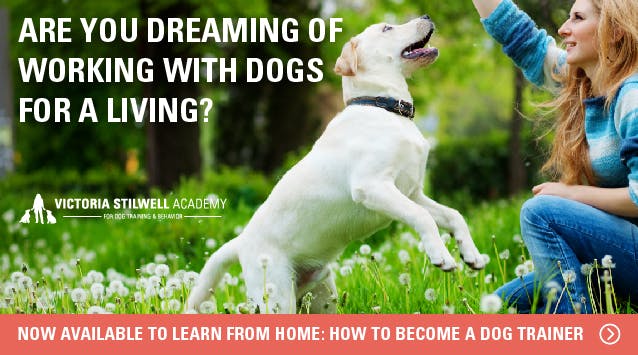 Are you dreaming of working with dogs for a living? VSA's program is now available to learn how to become a dog trainer from home.