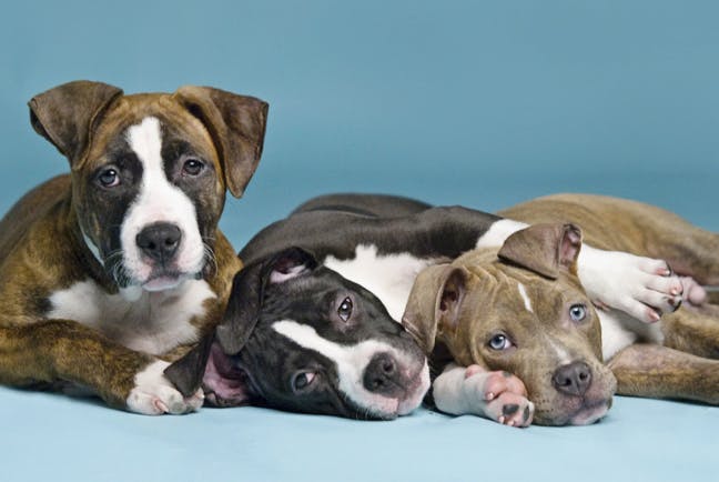 3 adorable bully breed puppies that are often the targets of breed specific legislation