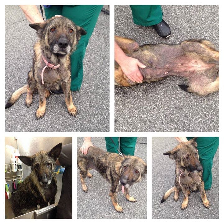 Myah, a German Shepherd, at time of rescue