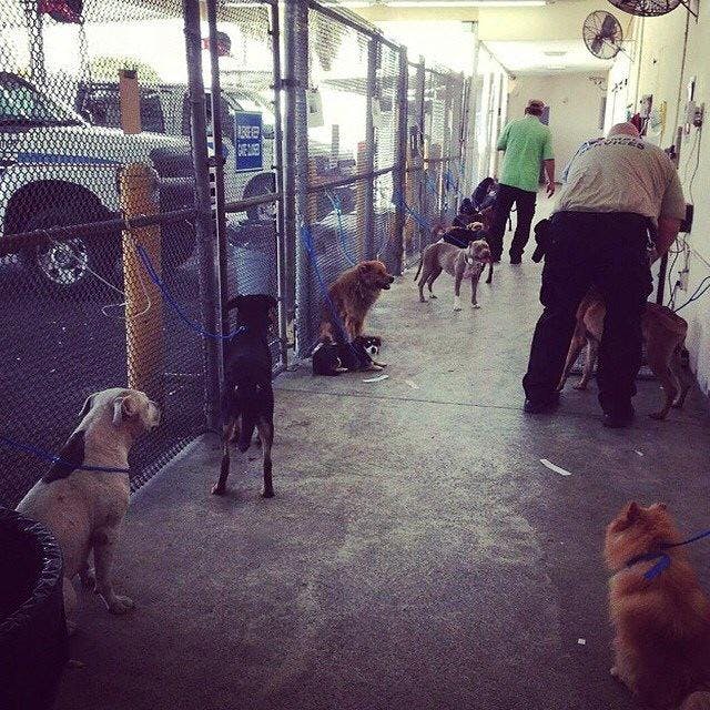 
There's nothing glamorous about open-intake shelters that take in unwanted dogs from the community. In many cases, most of the dogs that walk in the door don't walk back out. That's the sad reality of the state of pet overpopulation in the United States.

I recommend that everyone takes a walk through their local animal control at least once--it's important to educate yourself on the system in your community. Despite the fact that the thought of coming face to face with such an institution makes many dog lovers' stomachs turn, there are actually a few things that we can learn from these open-intake shelters.

#1: Any breed can end up there. Contrary to popular belief, dogs of all breeds are euthanized on a daily basis in our nation's shelters. Purebred dogs make up a large percentage of dogs found in shelters. Although you may not have the fancy pedigree to go along with the dog, (and who cares about that, anyways?) you can still find a dog that has the breed characteristics and temperament you're looking for.
