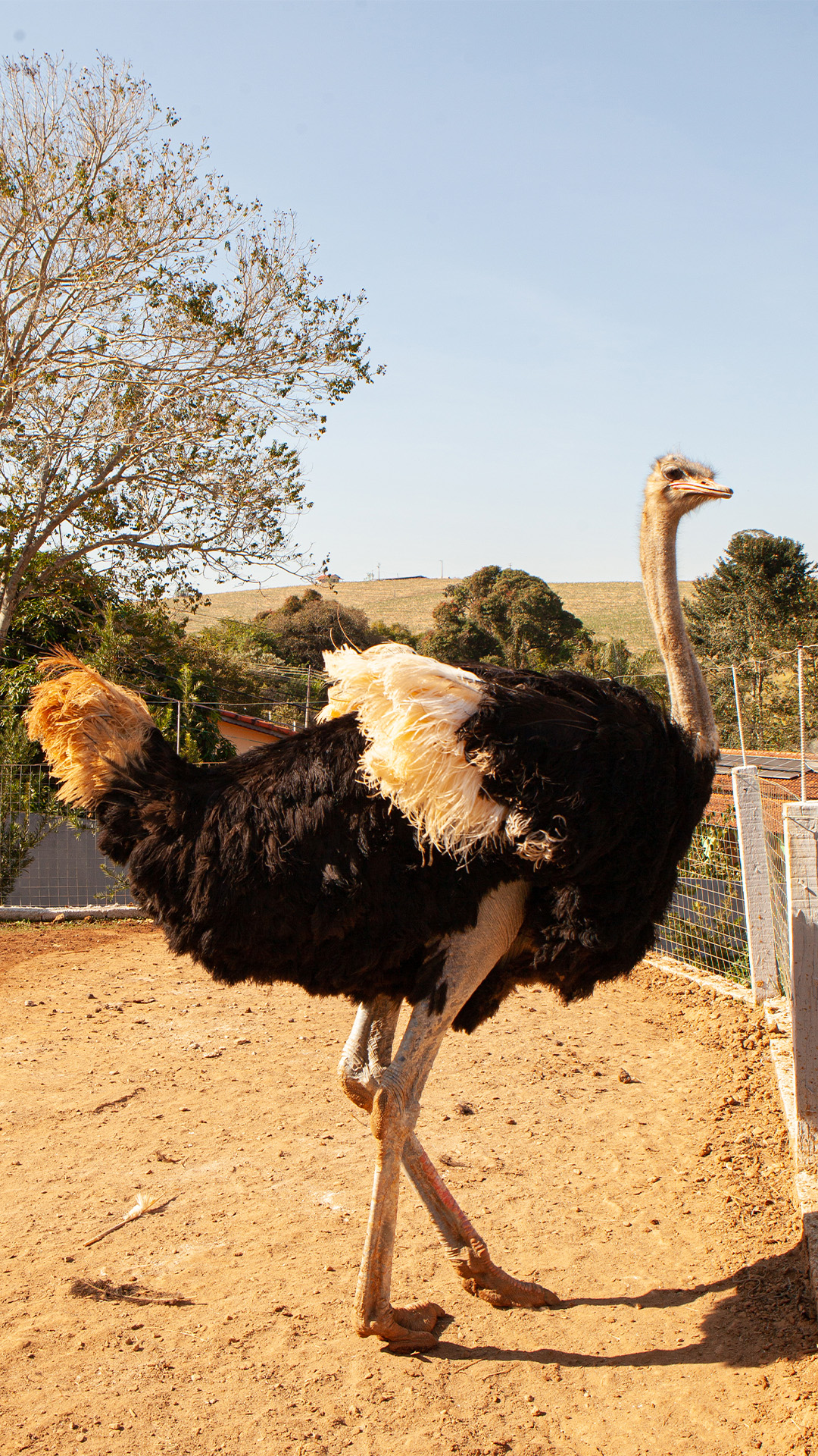 Avestruz da fazendinha da Pousada Recanto da Fazenda