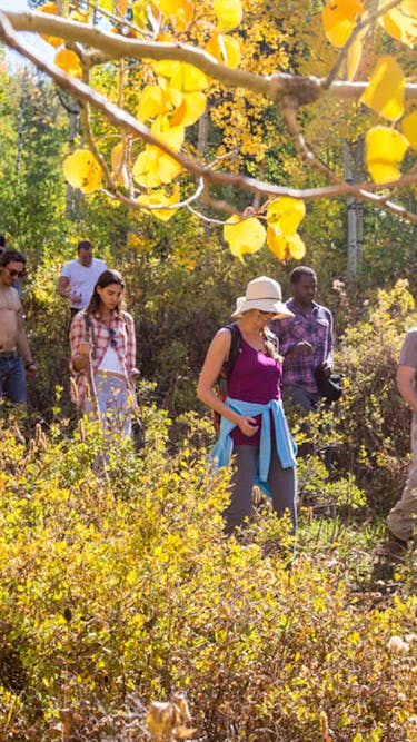 A group of hikers walks through bright yellow aspen trees and yellow bushes