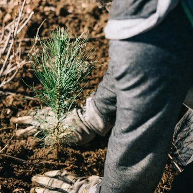 Gloved hands planting a pine sapling into the soil
