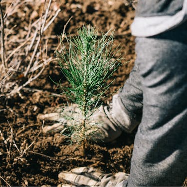 Gloved hands plant a pine tree sapling into the soil