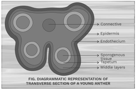Transverse section (T.S.) of a young anther
