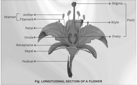 Parts of a flower