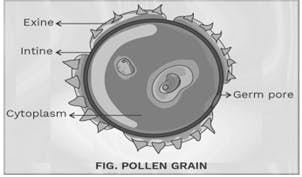 Structure of a mature pollen grain