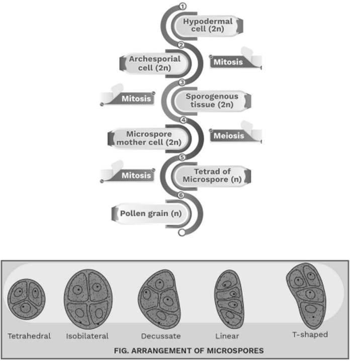 Important aspects of microsporogenesis