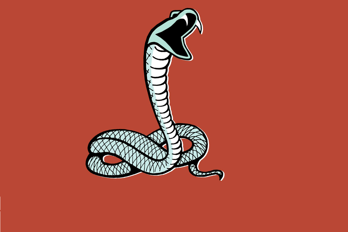 'Dhamin' Snake at Salman’s Flat: Is It Venomous?