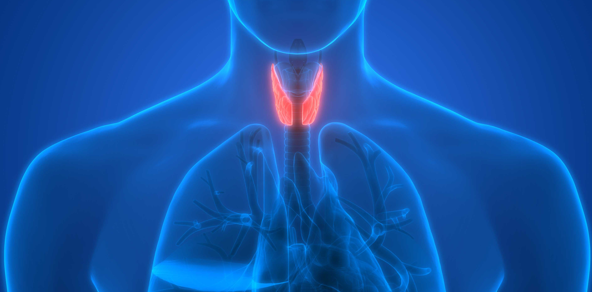 How Thyroid Health Affects Fertility