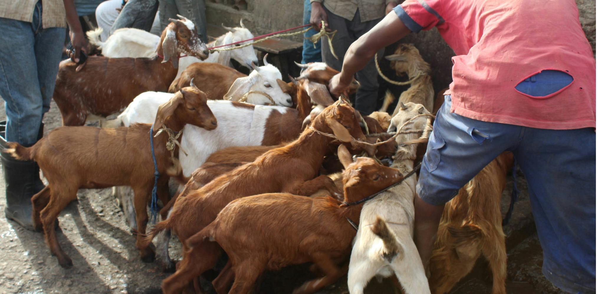 Ritual Controversy: 50 Goats Sacrificed in Disturbing Manner at Jatra