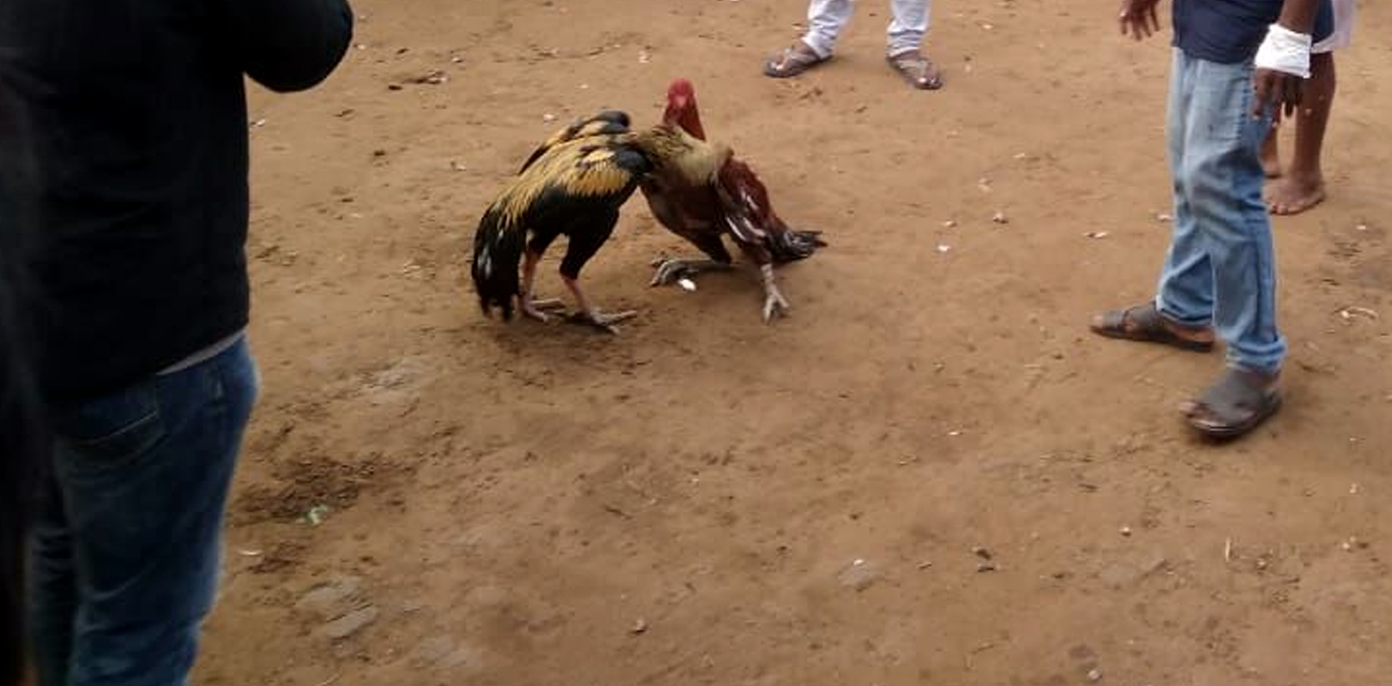 A call against Cockfighting
