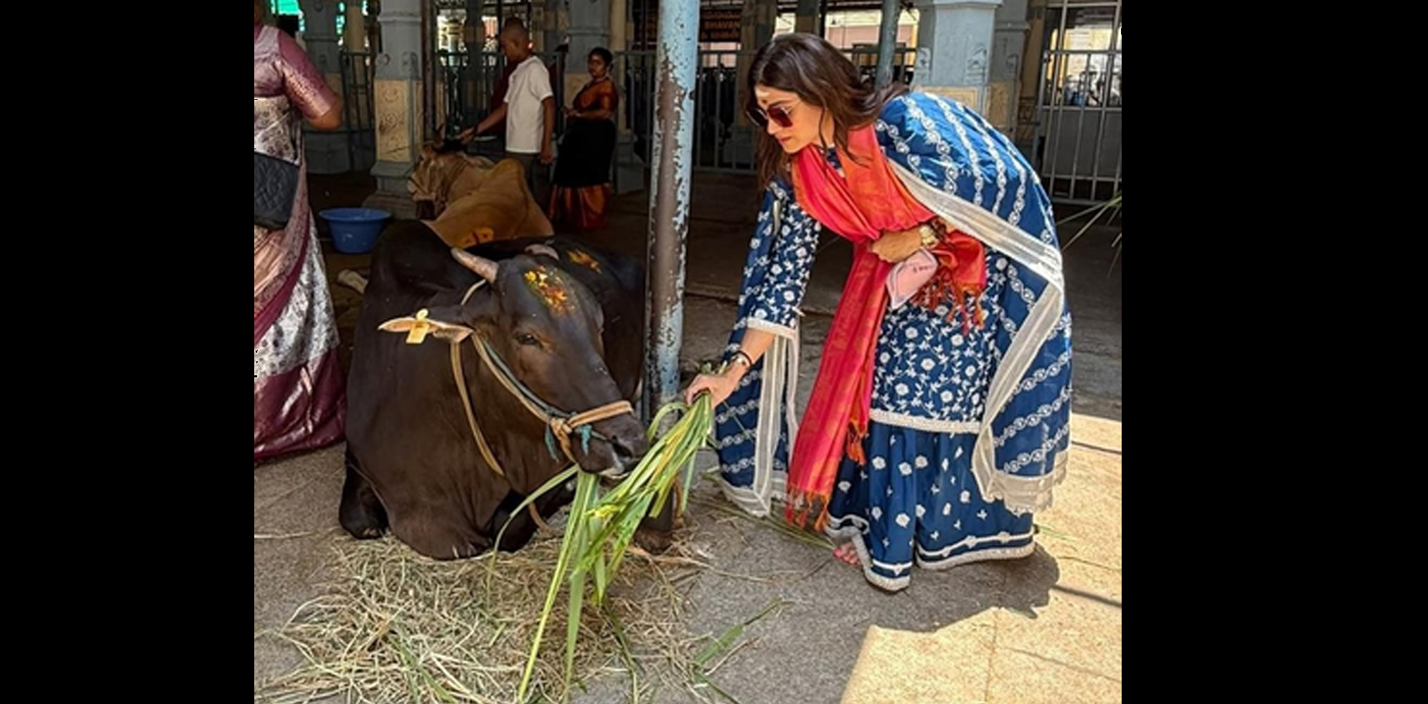 Shamita Shetty feeds cows at Tirupati
