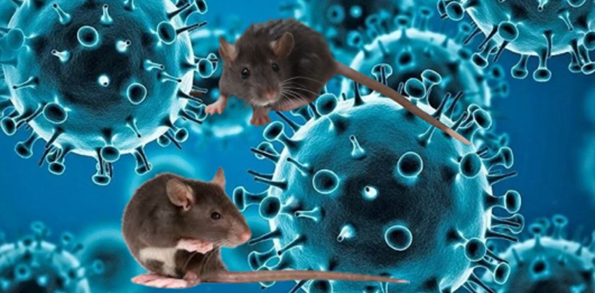 Hantavirus Panic Hits US Passengers