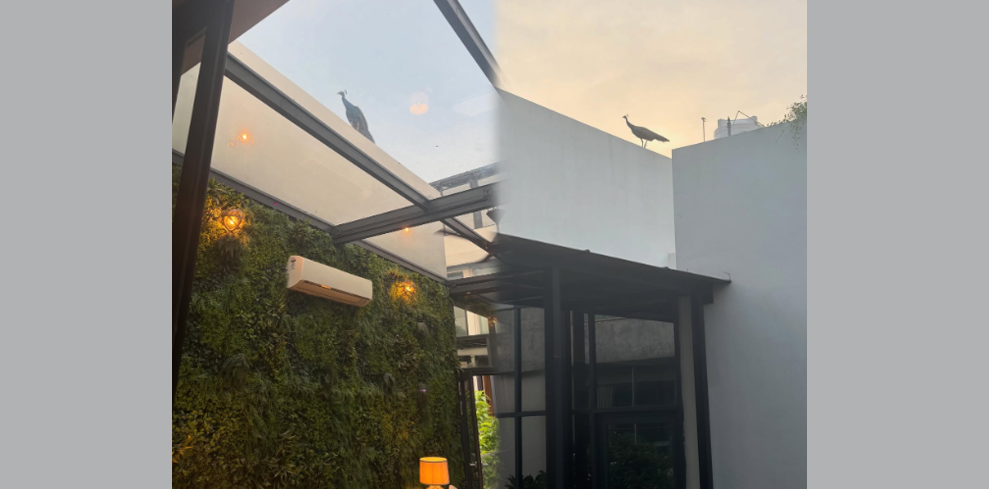 ‘Special visitor’ at Namrata's home