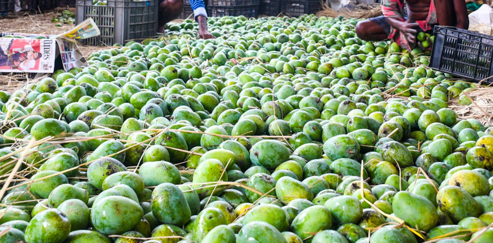 Indian mangoes prove a hit in Washington