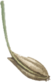 Seed