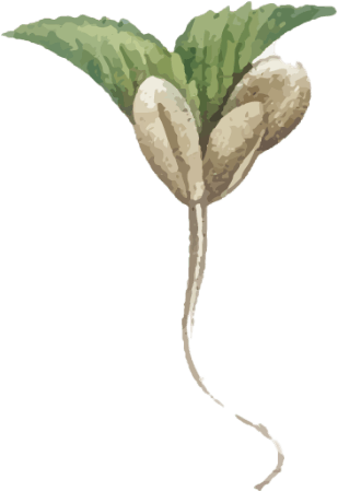 Seed