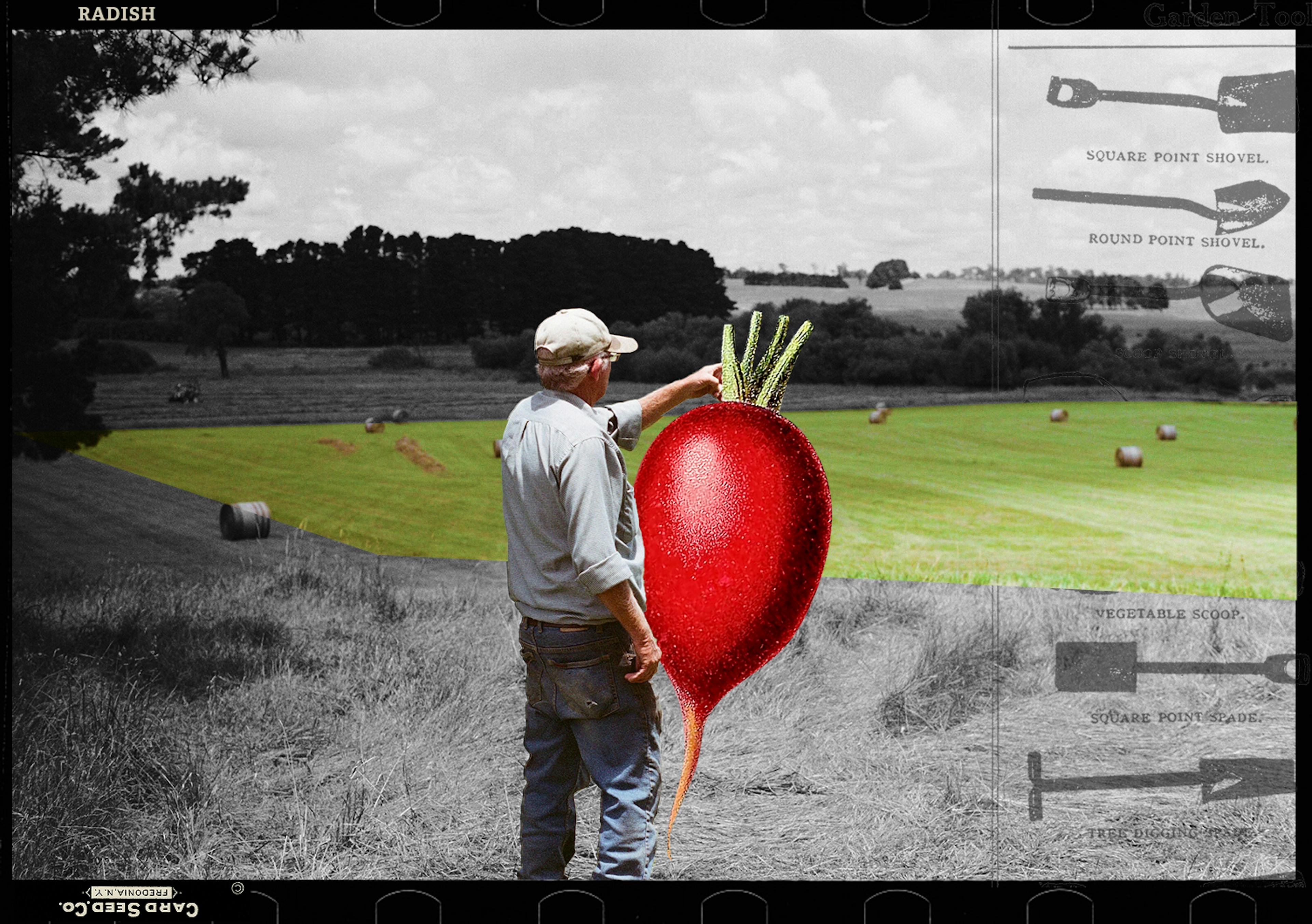 A man with a giant radish