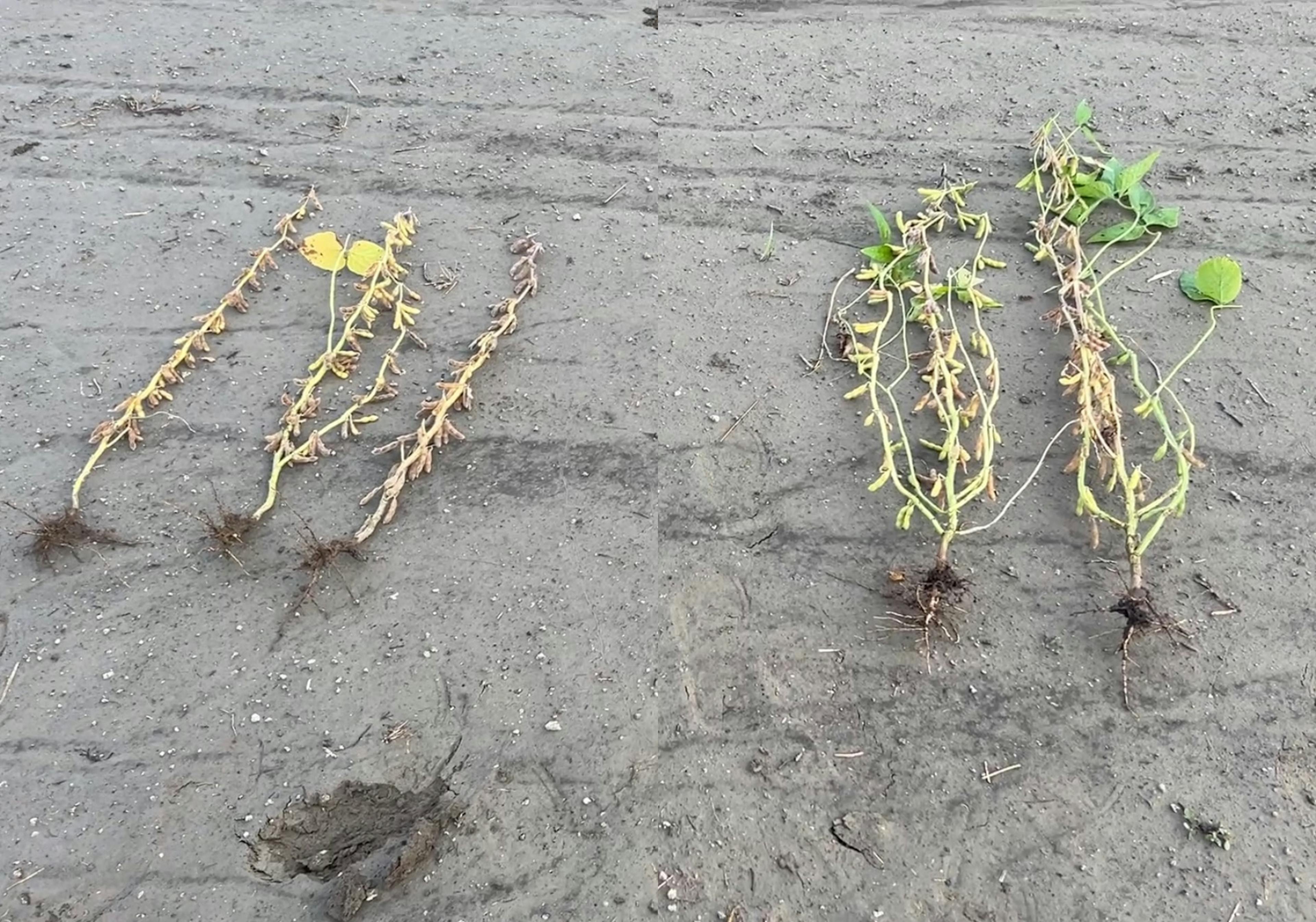 soybean plants side by side in dirt