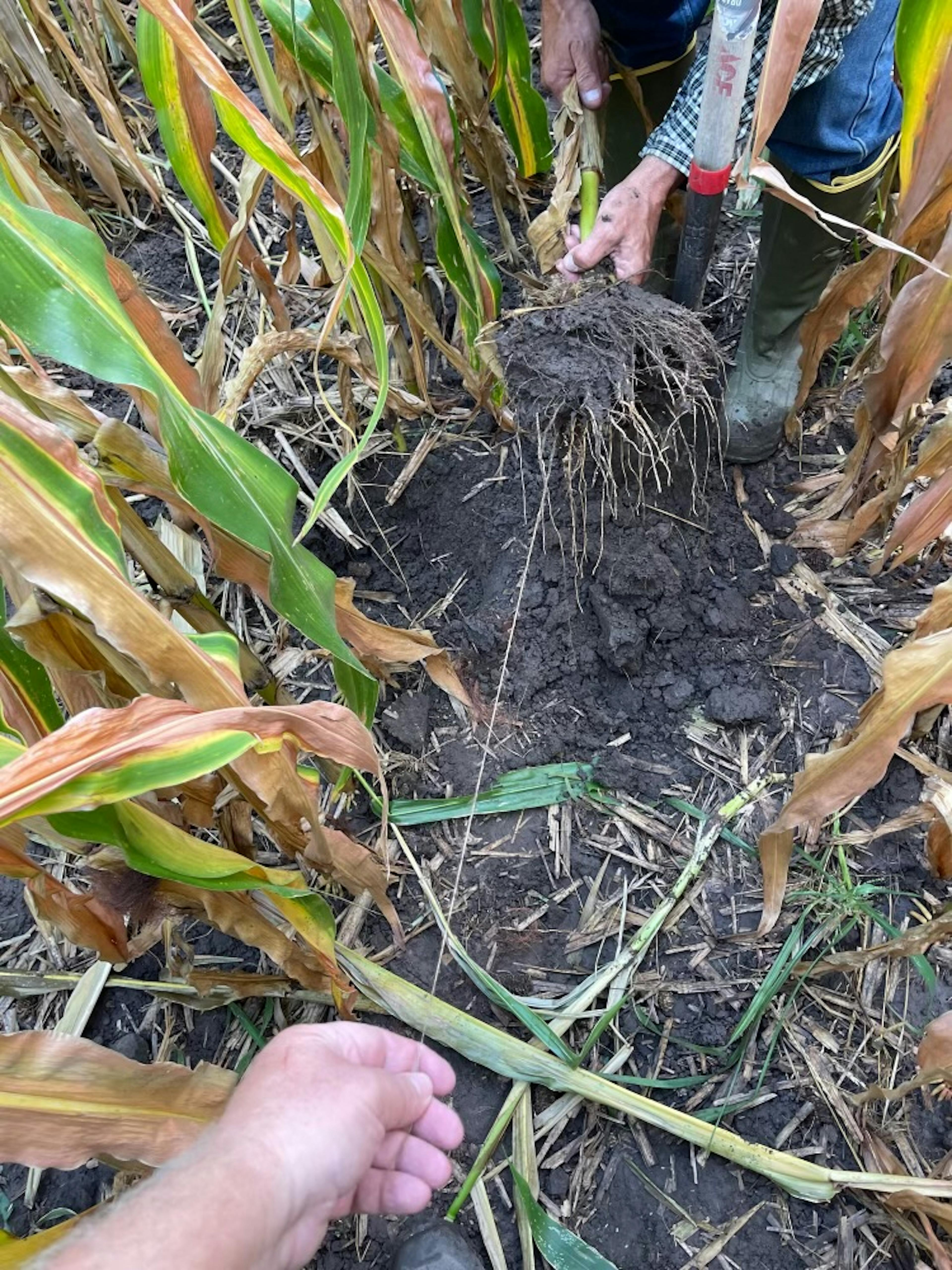 Long root on plant from soil