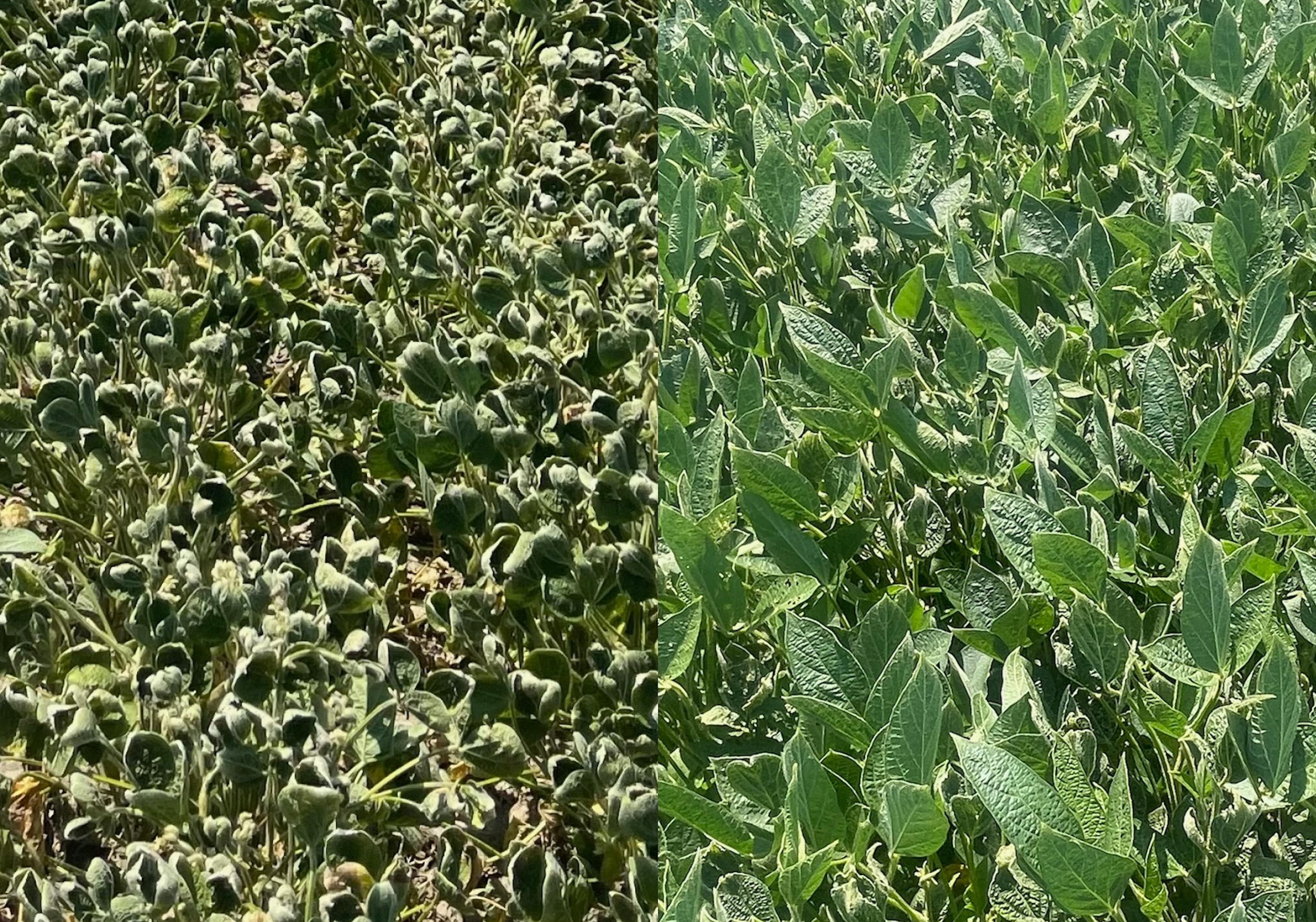 comparison of soybeans cupped and uncupped