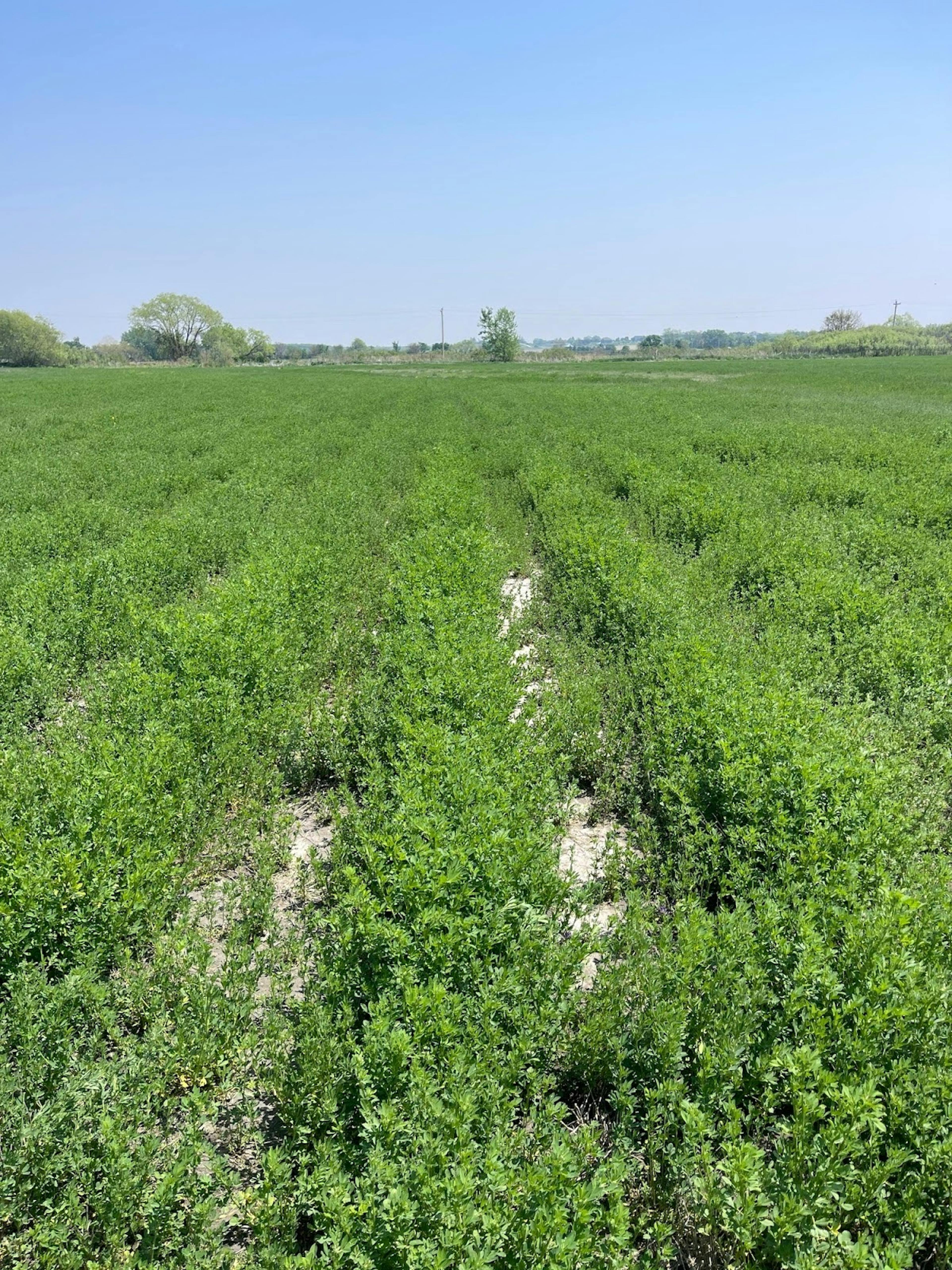 green healthy plants in a field