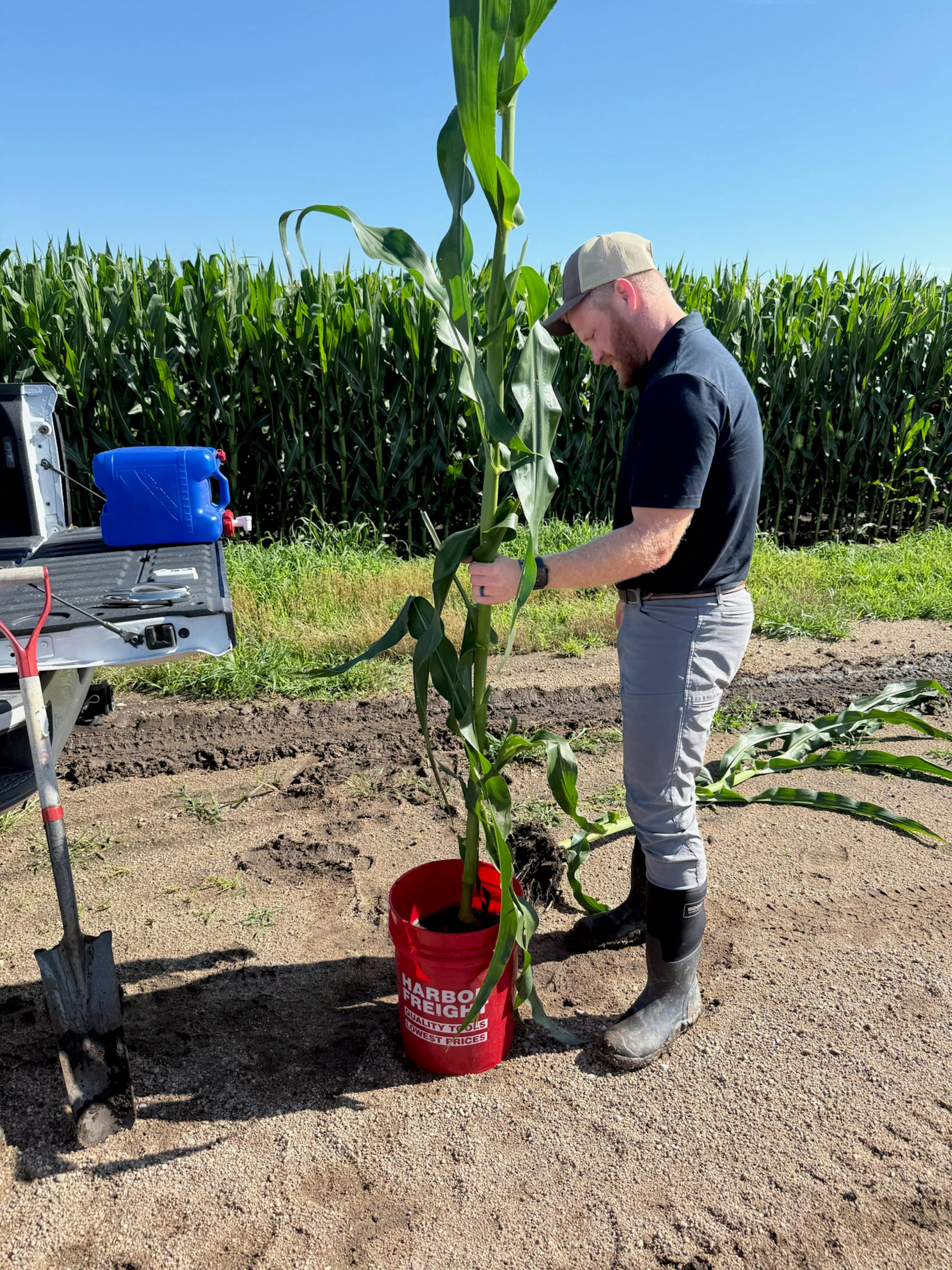 Corn in a bucket
