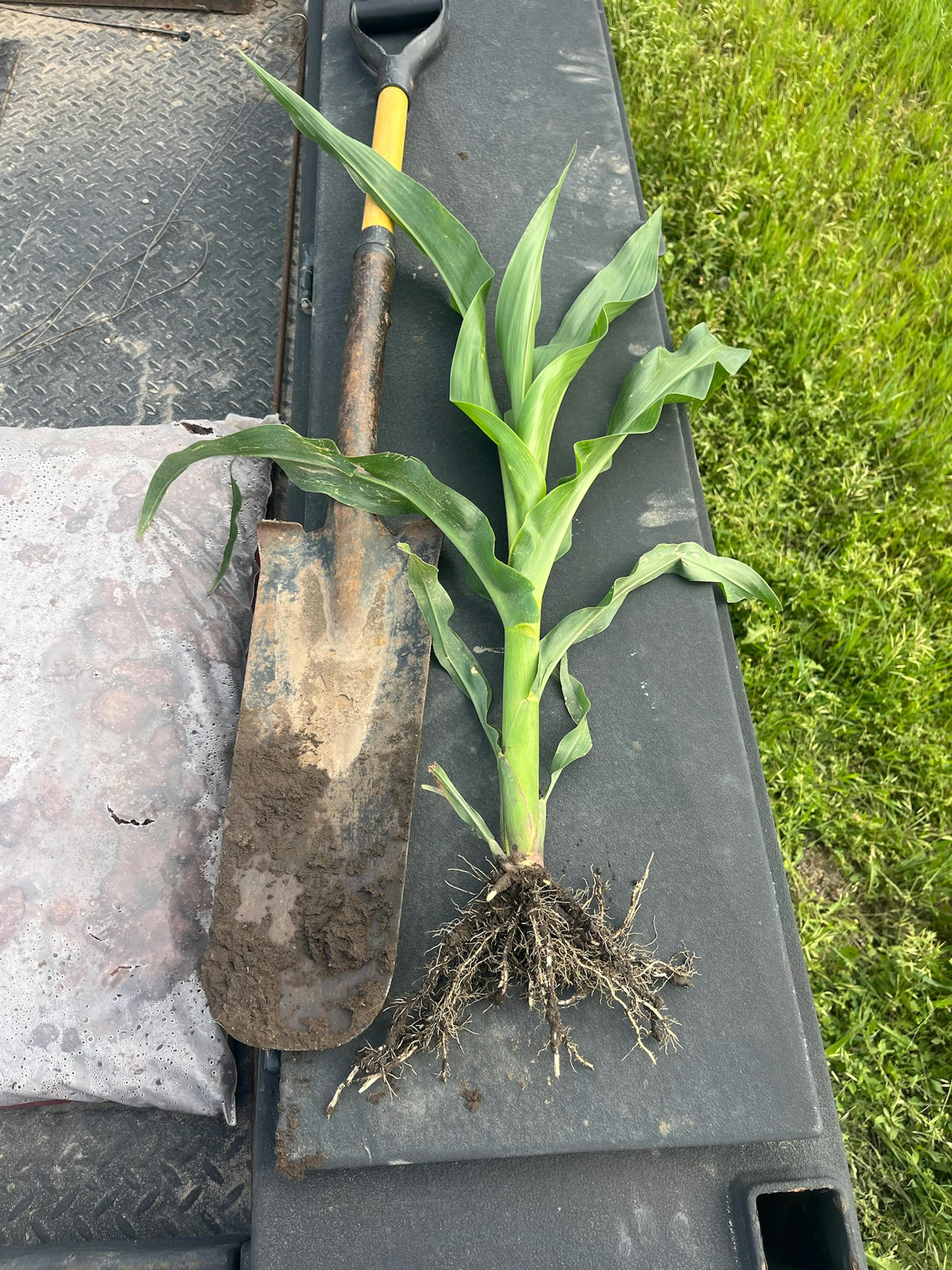 Plant next to a shovel