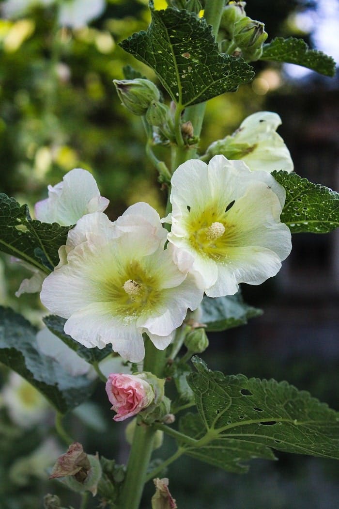 rose mallow