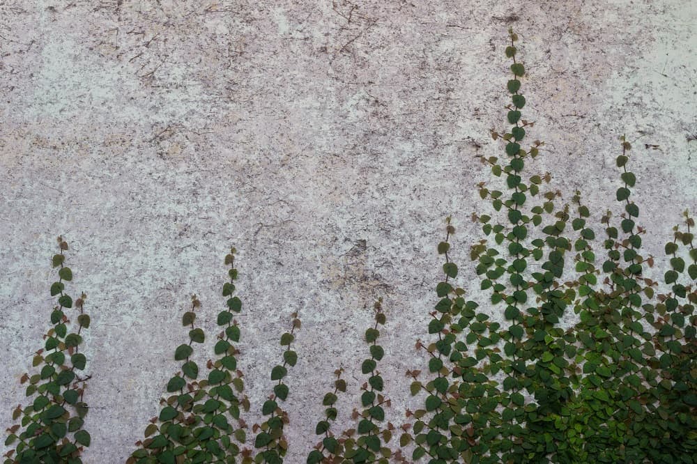 wall climbing plant