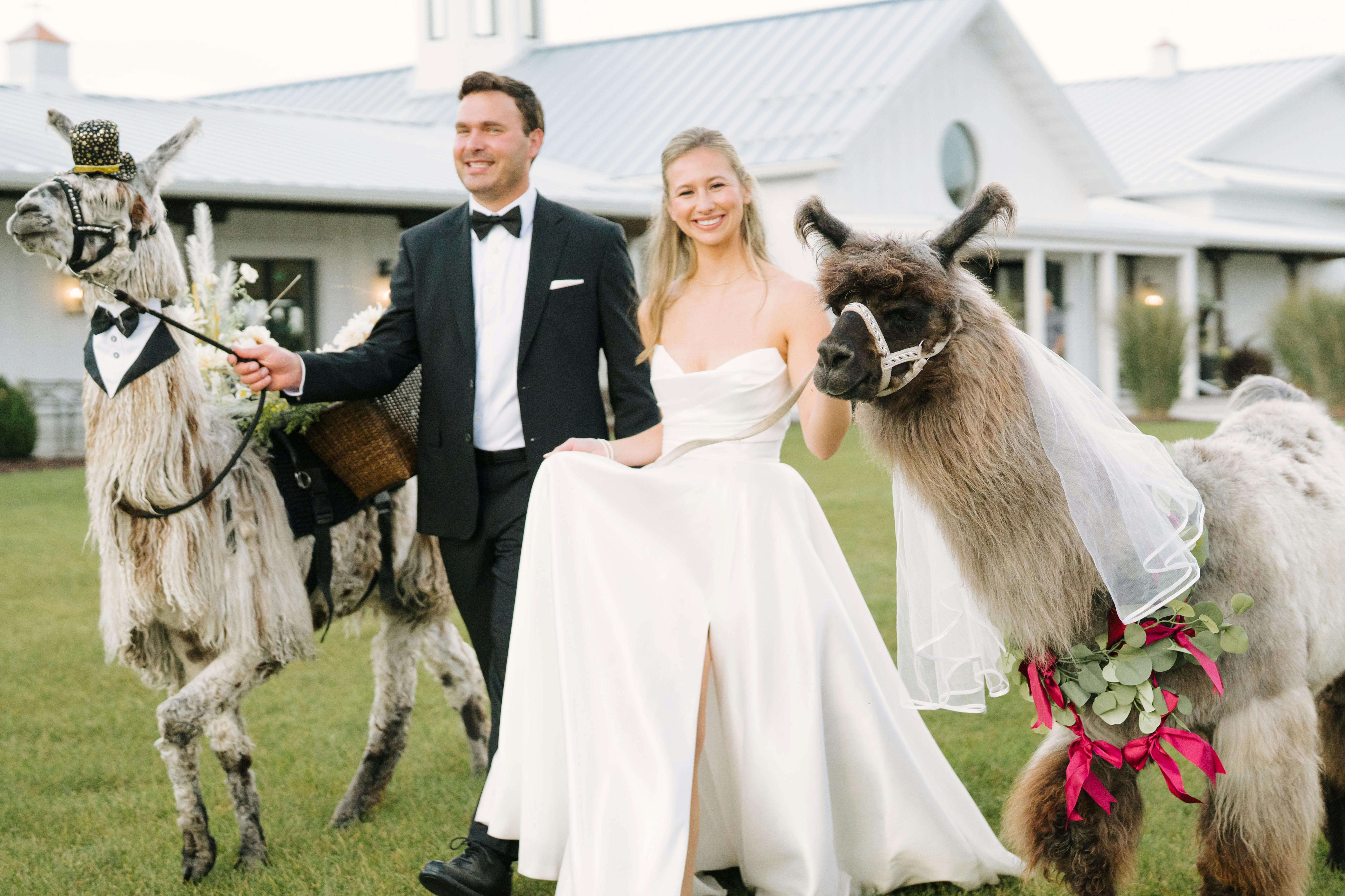 Bride and Groom with Llamas