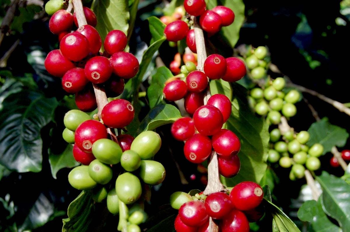 Café Toral