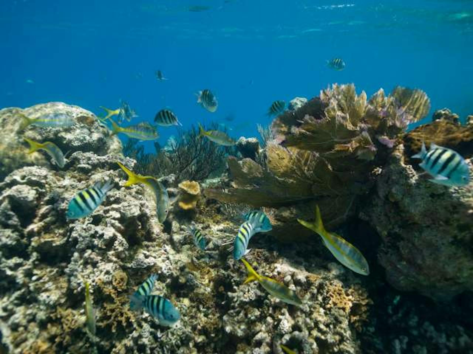 Cayo Arena (Buceo)