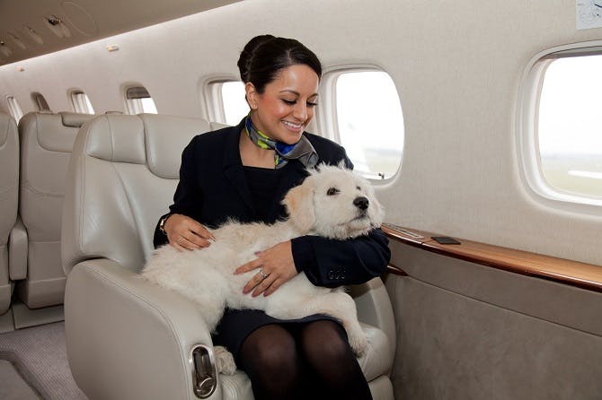 Pets on jet