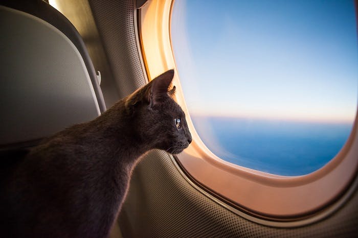 cat on jet