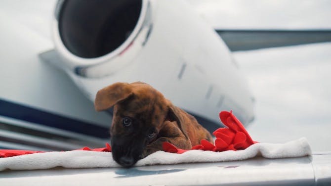 Pets on jet