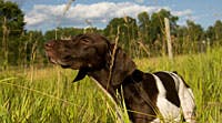 Flying with gundogs